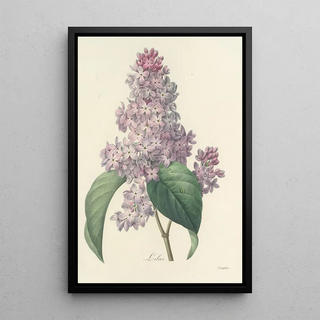 Pierre Joseph Redout - Choix des plus belles fleurs pl 042.webp