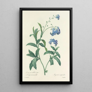 Pierre Joseph Redout - Choix des plus belles fleurs pl 050.webp