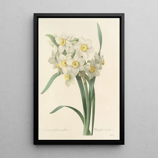 Pierre Joseph Redout - Choix des plus belles fleurs pl 053.webp