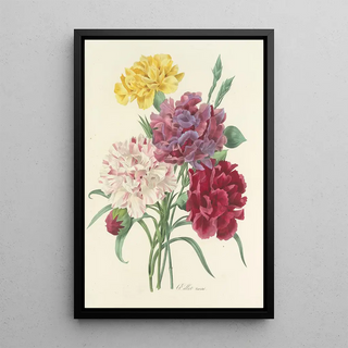 Pierre Joseph Redout - Choix des plus belles fleurs pl 057.webp