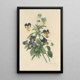 Pierre Joseph Redout - Choix des plus belles fleurs pl 066.webp