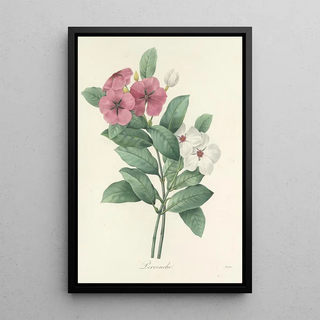 Pierre Joseph Redout - Choix des plus belles fleurs pl 068.webp