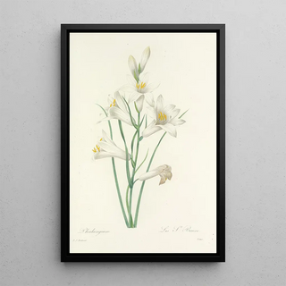 Pierre Joseph Redout - Choix des plus belles fleurs pl 069.webp