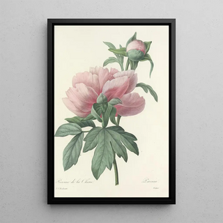 Pierre Joseph Redout - Choix des plus belles fleurs pl 071.webp