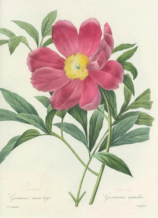 Pierre Joseph Redout - Choix des plus belles fleurs pl 075.webp