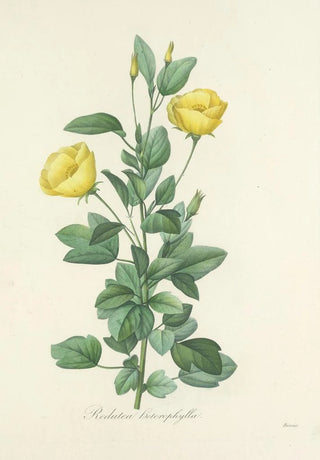 Pierre Joseph Redout - Choix des plus belles fleurs pl 084.webp