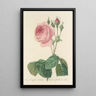 Pierre Joseph Redout - Choix des plus belles fleurs pl 089.webp