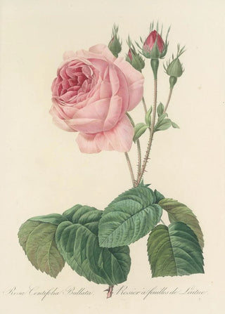 Pierre Joseph Redout - Choix des plus belles fleurs pl 089.webp