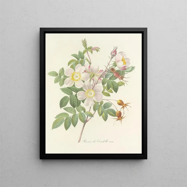 Pierre Joseph Redout - Choix des plus belles fleurs pl 098.webp