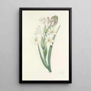 Pierre Joseph Redout - Choix des plus belles fleurs pl 107.webp