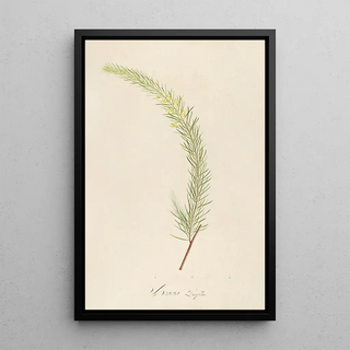 Pierre Joseph Redout - Description des plantes rares cultivees a Malmaison et a Navarre Pl19.webp