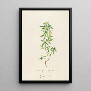 Pierre Joseph Redout - Description des plantes rares cultivees a Malmaison et a Navarre Pl24.webp