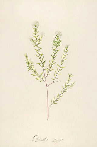 Pierre Joseph Redout - Description des plantes rares cultivees a Malmaison et a Navarre Pl31.webp