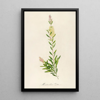 Pierre Joseph Redout - Description des plantes rares cultivees a Malmaison et a Navarre Pl41.webp