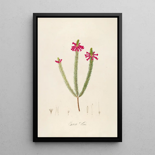 Pierre Joseph Redout - Description des plantes rares cultivees a Malmaison et a Navarre Pl43.webp