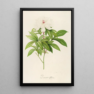 Pierre Joseph Redout - Description des plantes rares cultivees a Malmaison et a Navarre Pl47.webp