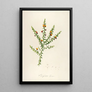 Pierre Joseph Redout - Description des plantes rares cultivees a Malmaison et a Navarre Pl52.webp