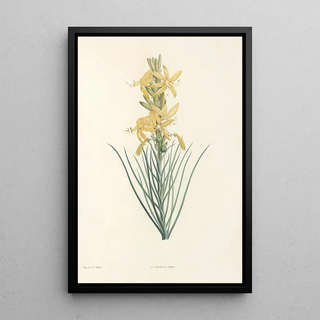 Pierre Joseph Redout - La botanique de J J Rousseau Pl 03.webp