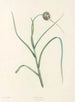 La botanique de J. J. Rousseau Pl 07 - Pierre-Joseph Redouté — widok dzieła