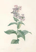 La botanique de J J Rousseau Pl 09 - Pierre Joseph Redouté — widok dzieła