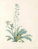 La botanique de J. J. Rousseau Pl 13 - Pierre-Joseph Redouté — widok dzieła
