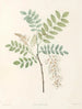 La botanique de J. J. Rousseau Pl 18 - Pierre-Joseph Redouté — widok dzieła