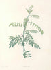 La botanique de J. J. Rousseau Pl 19 - Pierre-Joseph Redouté — widok dzieła