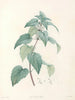 La botanique de J. J. Rousseau Pl 21 - Pierre-Joseph Redouté — widok dzieła