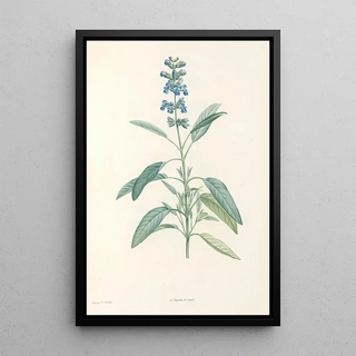 Pierre Joseph Redout - La botanique de J J Rousseau Pl 22.webp