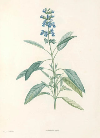 Pierre Joseph Redout - La botanique de J J Rousseau Pl 22.webp