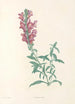 La botanique de J J Rousseau Pl 24 - Pierre Joseph Redouté — widok dzieła