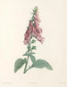 La botanique de J. J. Rousseau Pl 27 - Pierre-Joseph Redouté — widok dzieła