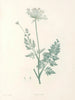 La botanique de J. J. Rousseau Pl 28 - Pierre-Joseph Redouté — widok dzieła