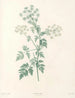 La botanique de J. J. Rousseau Pl 29 - Pierre-Joseph Redouté — widok dzieła