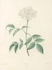 La botanique de J. J. Rousseau Pl 33 - Pierre-Joseph Redouté — widok dzieła