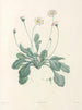 La botanique de J. J. Rousseau Pl 34 - Pierre-Joseph Redouté — widok dzieła