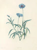 La botanique de J. J. Rousseau Pl 37 - Pierre-Joseph Redouté — widok dzieła