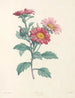 La botanique de J. J. Rousseau Pl 38 - Pierre-Joseph Redouté — widok dzieła
