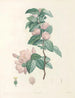 La botanique de J. J. Rousseau Pl 40 - Pierre-Joseph Redouté — widok dzieła
