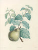 La botanique de J. J. Rousseau Pl 41 - Pierre-Joseph Redouté — widok dzieła