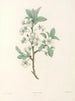 La botanique de J. J. Rousseau Pl 43 - Pierre-Joseph Redouté — widok dzieła