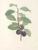 La botanique de J. J. Rousseau Pl 44 - Pierre-Joseph Redouté — widok dzieła