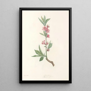 Pierre Joseph Redout - La botanique de J J Rousseau Pl 45.webp