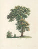 La botanique de J. J. Rousseau Pl 48 - Pierre-Joseph Redouté — widok dzieła