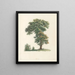 La botanique de J. J. Rousseau Pl 48 - Pierre-Joseph Redouté — oprawiony obraz na ścianie
