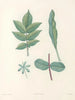 La botanique de J. J. Rousseau Pl 51 - Pierre-Joseph Redouté — widok dzieła