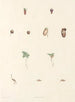 La botanique de J. J. Rousseau Pl 63 - Pierre Joseph Redouté — widok dzieła