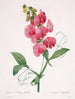 Lathyrus latifolius Pois éternel - Pierre Joseph Redouté — widok dzieła