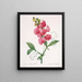 Lathyrus latifolius Pois éternel - Pierre Joseph Redouté — oprawiony obraz na ścianie