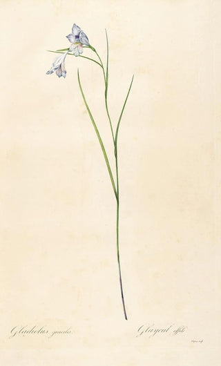 Pierre Joseph Redout - Les liliacees Pl05.webp